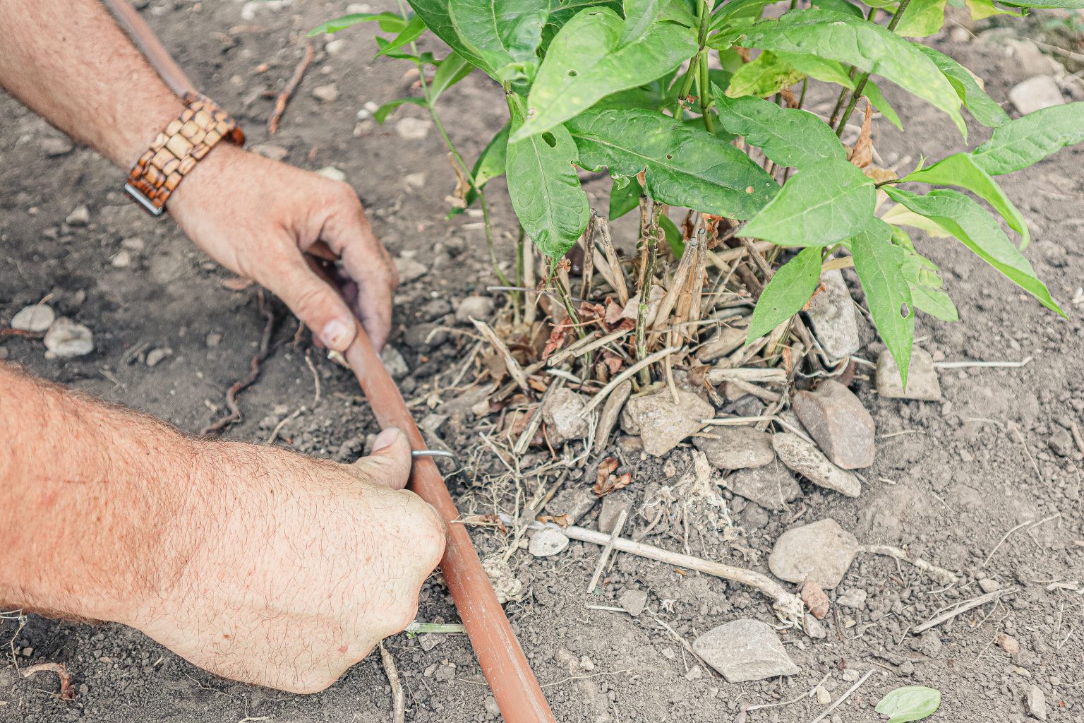 Surface or Subsurface? Understanding the Right Drip Irrigation for Your ...
